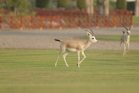 Al Maya Island & Resort