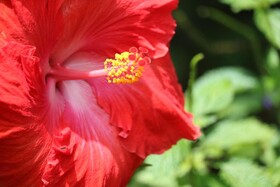 Wild Lotus Glamping Bequia