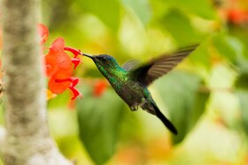 Wild Lotus Glamping Bequia