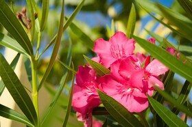 Wild Lotus Glamping Bequia