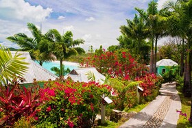 Cocos Antigua
