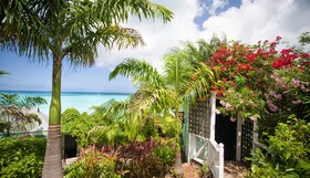 Cocos Antigua
