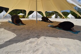 Wild Lotus Glamping