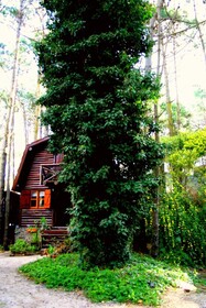 Cabanas De La Abuela