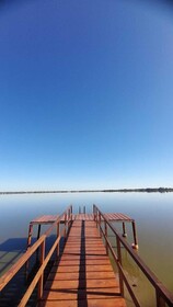 Olivos de Monte