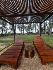 Olivos de Monte