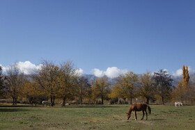Granja El Aromo