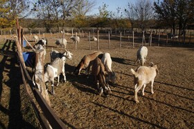 Granja El Aromo