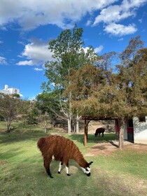 Cabanas Rancho La Nata