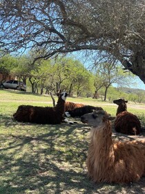 Cabanas Rancho La Nata