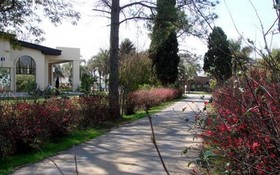 Colon de Campo