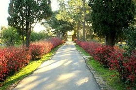 Colon de Campo