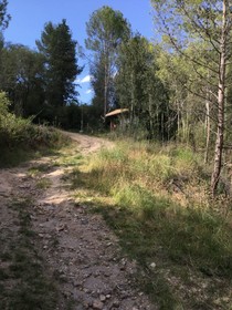 Las Zarinas