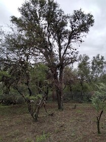 La Morocha