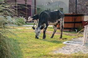 Castillos de Cafayate