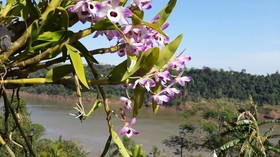 Costa del Sol Iguazu