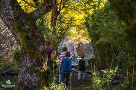 Bosque del Nahuel