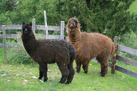 Der Kirchheimerhof-Superior Refugium