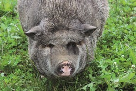 Der Kirchheimerhof-Superior Refugium