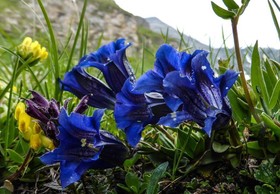 Landhaus Alpenrose - Feriendomizile Pichler