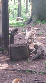 Kärnten Appartements