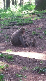 Kärnten Appartements