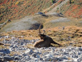 Ibex Backpacker Hostel