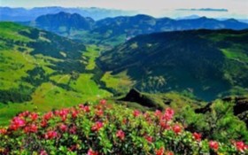 Alpbachblick