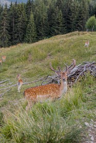Puitalm Natur Apart Hotel