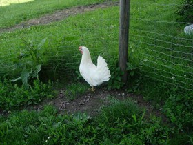 Ferienwohnungen Mittermoos