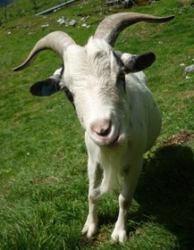 Ferienwohnungen Rieder