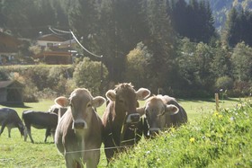 Grieserhof