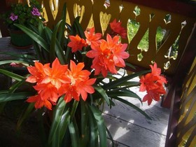 Bauernhof Obergrafer