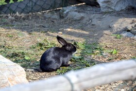 Chalets & Apartments Wachterhof
