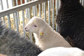 Chalets & Apartments Wachterhof