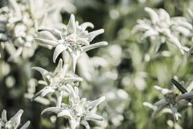 Hotel Alpenhof Kristall