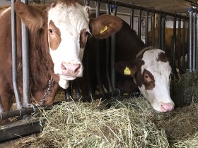 Appartements Grünfelder
