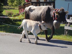 Appartements Vilsalp