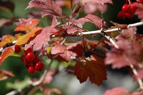 Appartements Vilsalp