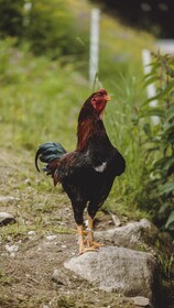 Wieshofgut