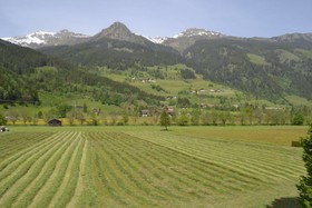 Rosner