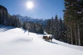 Sonnfeld