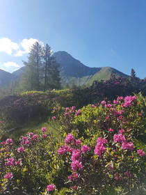 Hotel & Chalet Dorfer