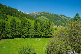 Alpina