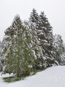 Alpenhof