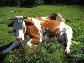 Bauernhof Vorderoberlehen