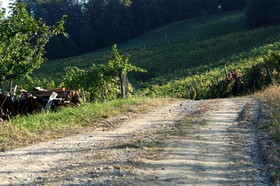 Weingut Primus