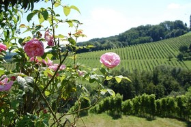 Weingut Primus