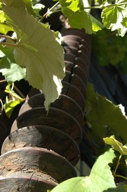 Weingut Primus