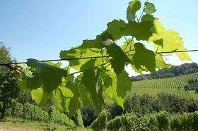 Weingut Primus